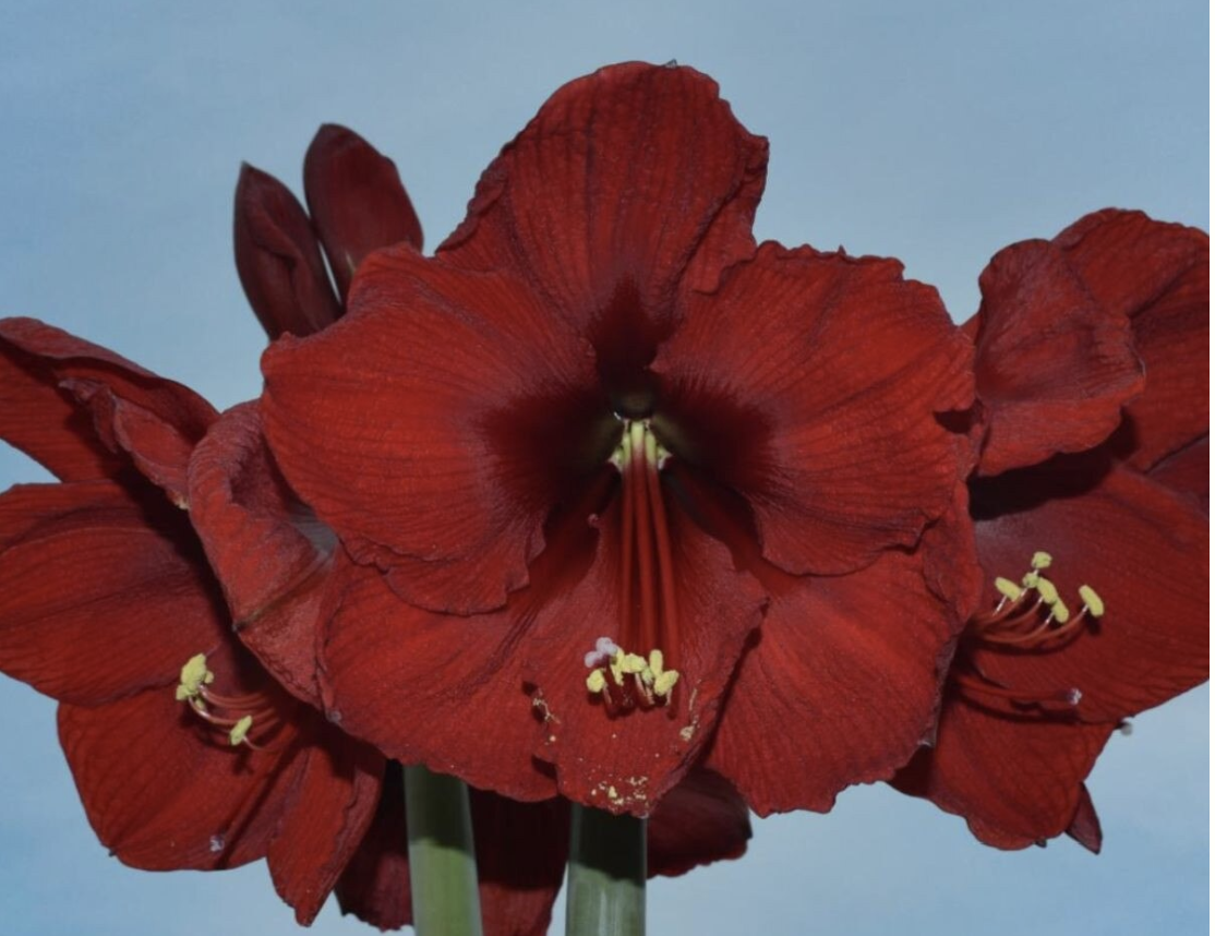 Andes Sunset Amaryllis.png