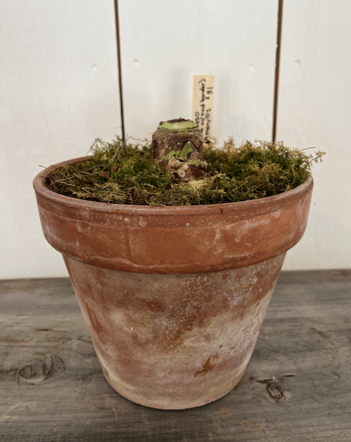 picasso amaryllis in aged poit.png