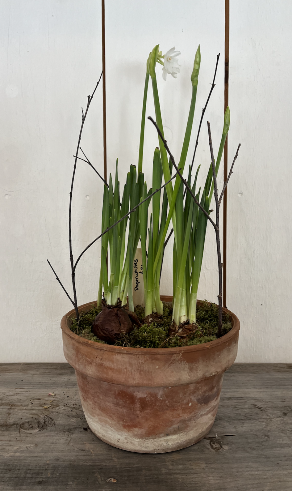5 Paperwhite bulbs in aged clay pot.png