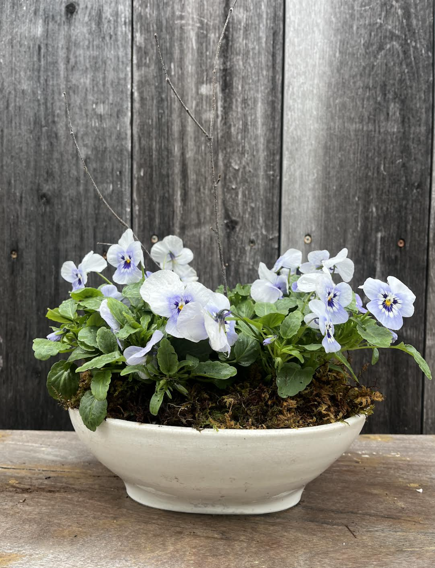 jello vioal white.png