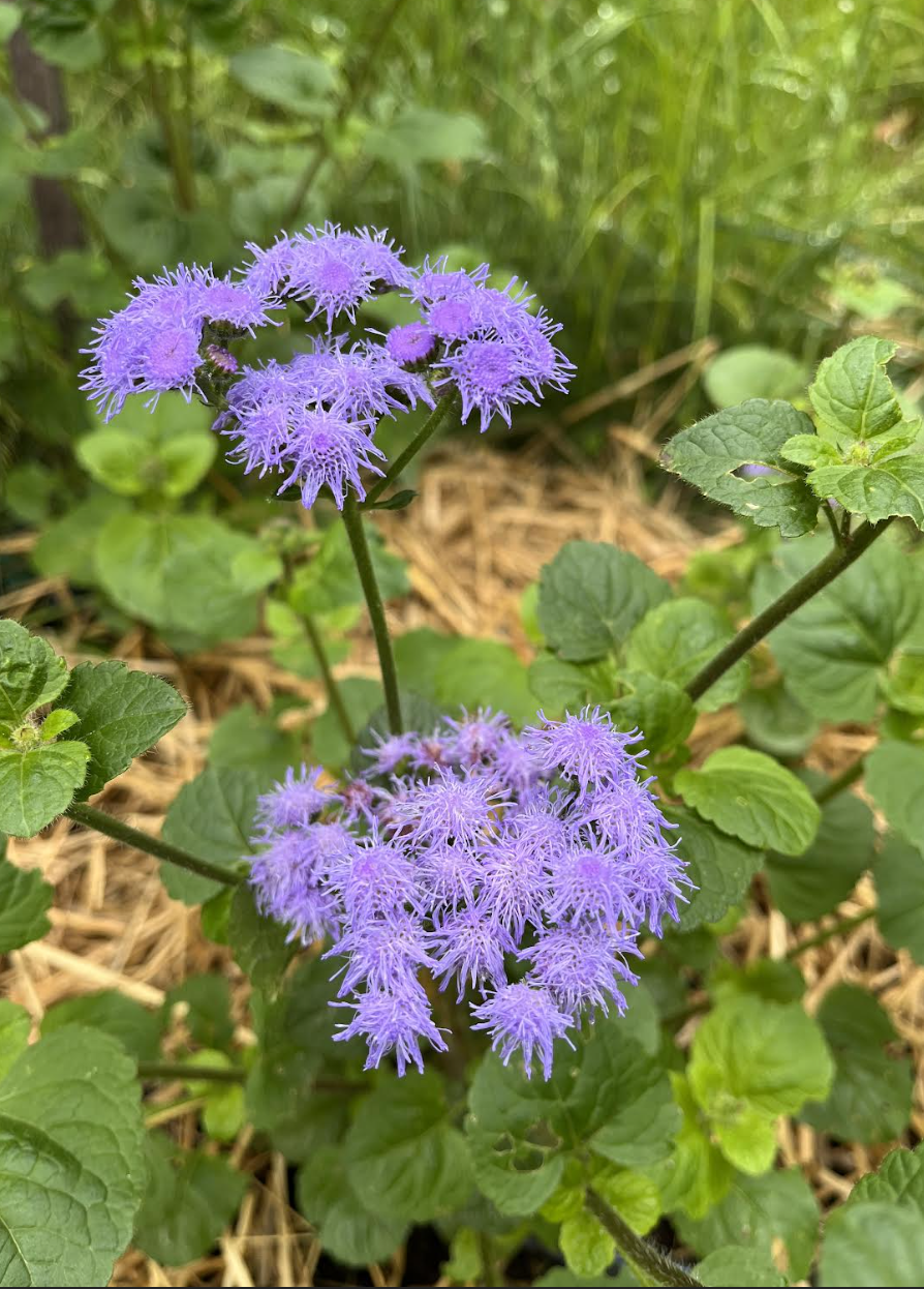 ageratum.png