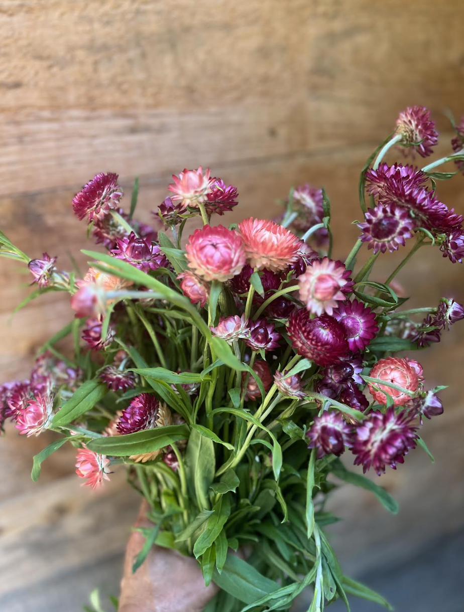 strawflowers.png