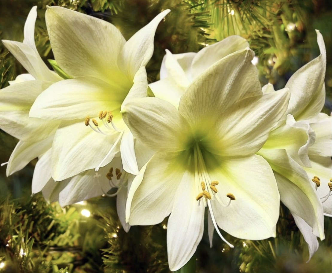 Lemon Star Amaryllis.png