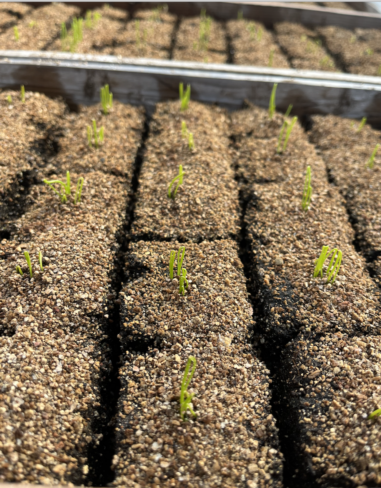 Screen Shot 2026-01-18 at 6.33.27 AM.png