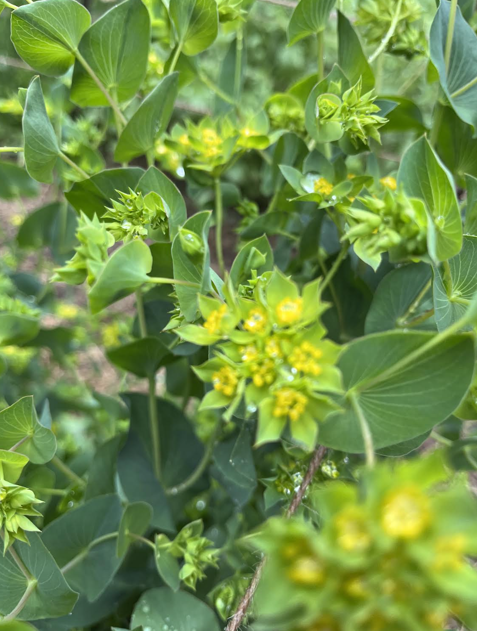 Bupleurum.png