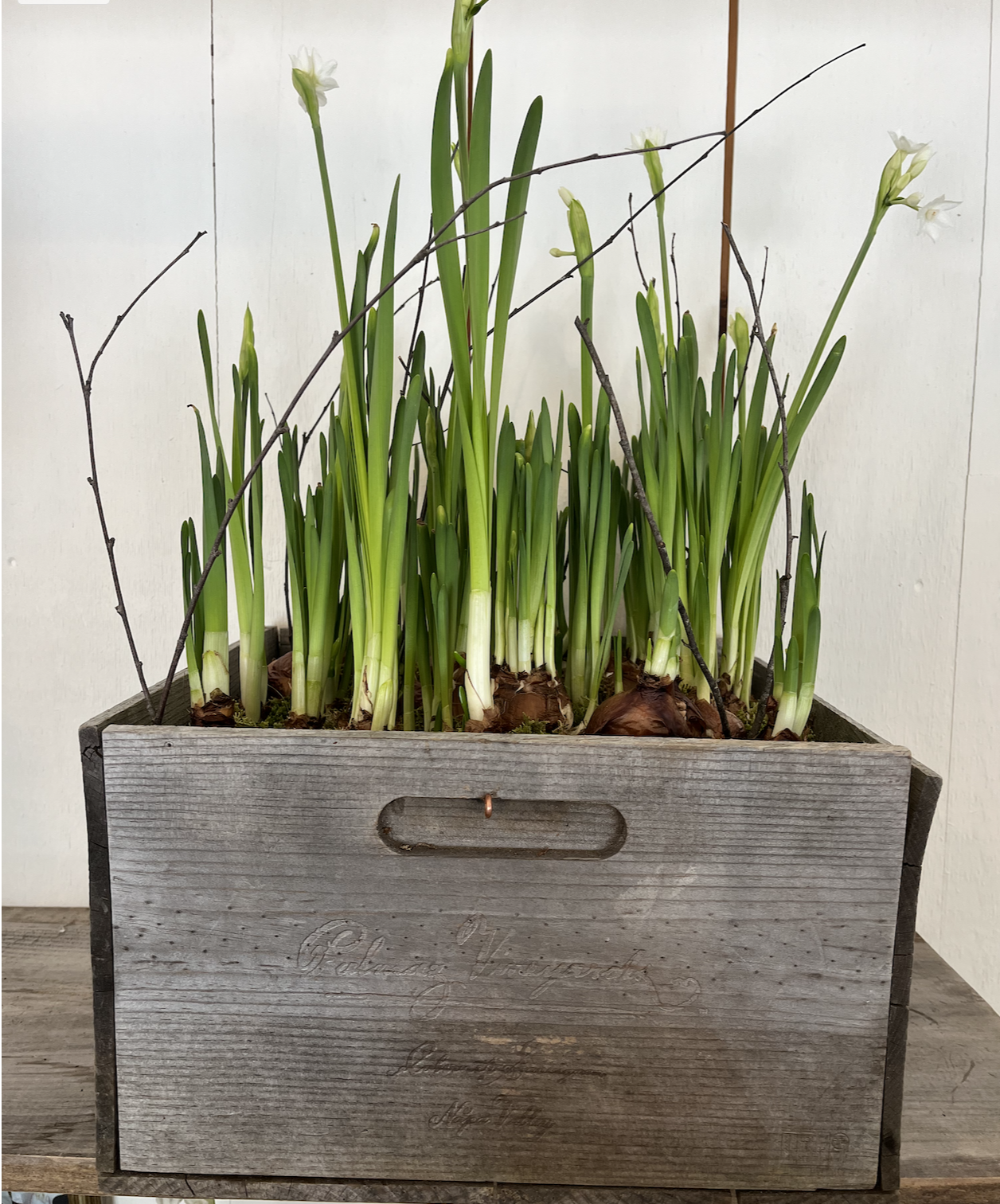 Paperwhites in aged wine box.png