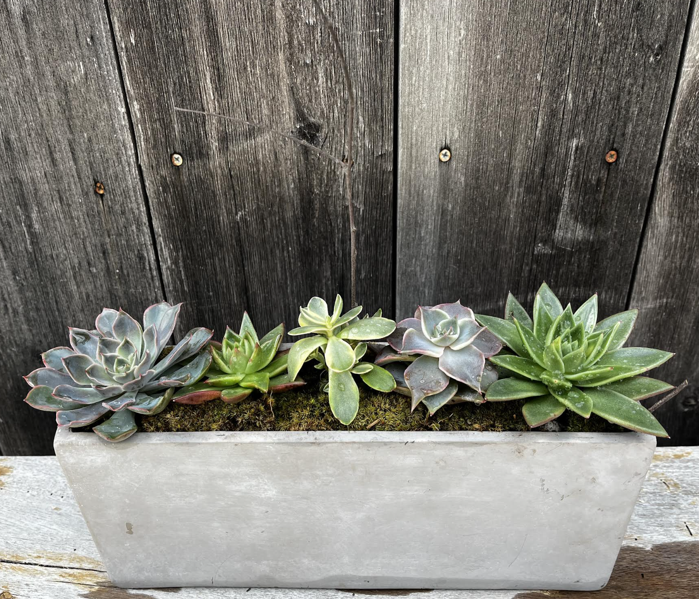 succulents concret.png
