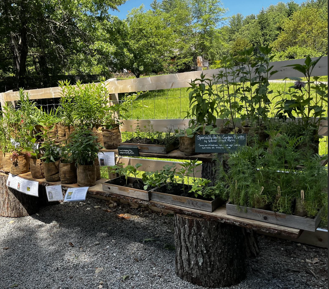 Outdoor display of potted plants and herbs on a wooden table supported by tree stumps, with informational signs and a grassy field with trees in the background.