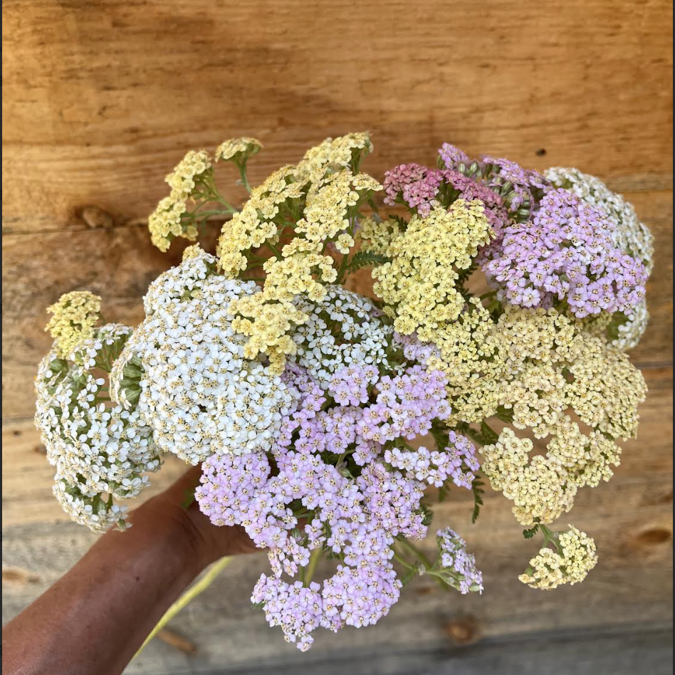 yarrow.png