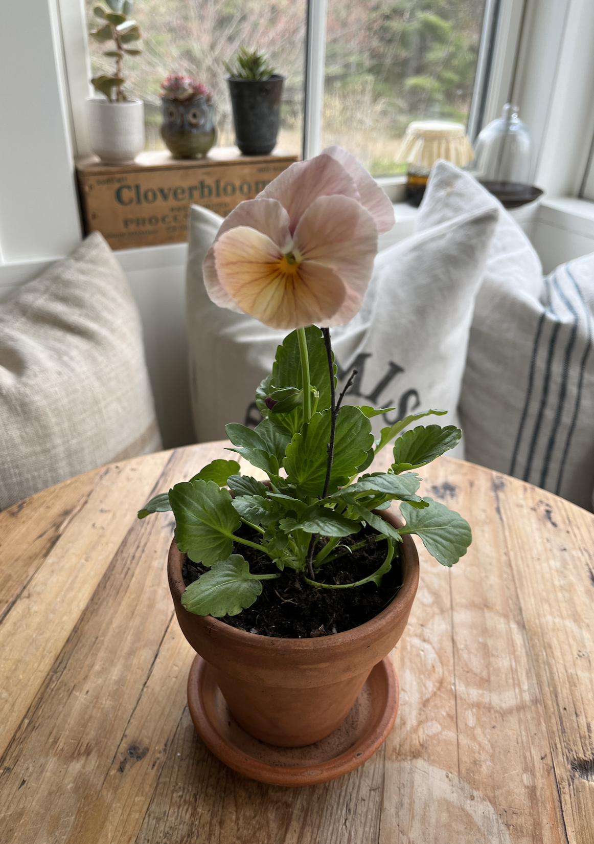 viola in kitchen.png