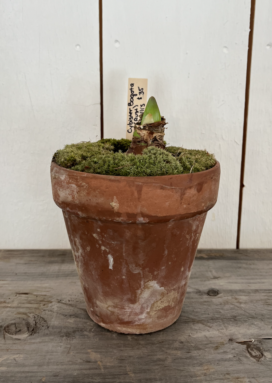 cybister bogota w:pinchusion moss.png