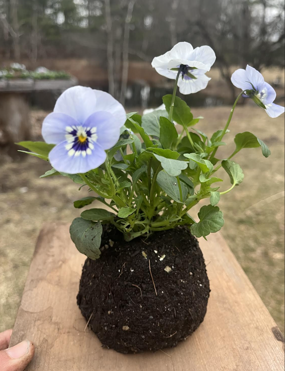 soil block viola.png