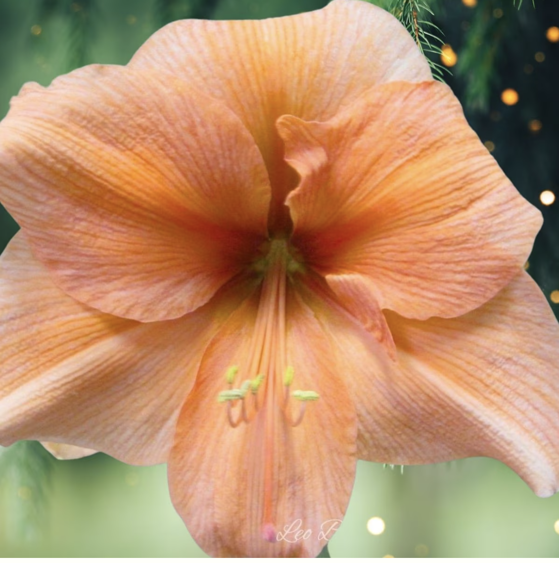 Galaxy Bouquet Amaryllis.png