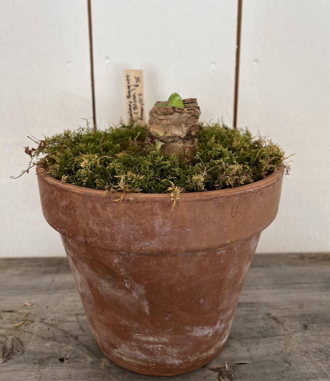 Galaxy Bouquet in aged clay pot.png