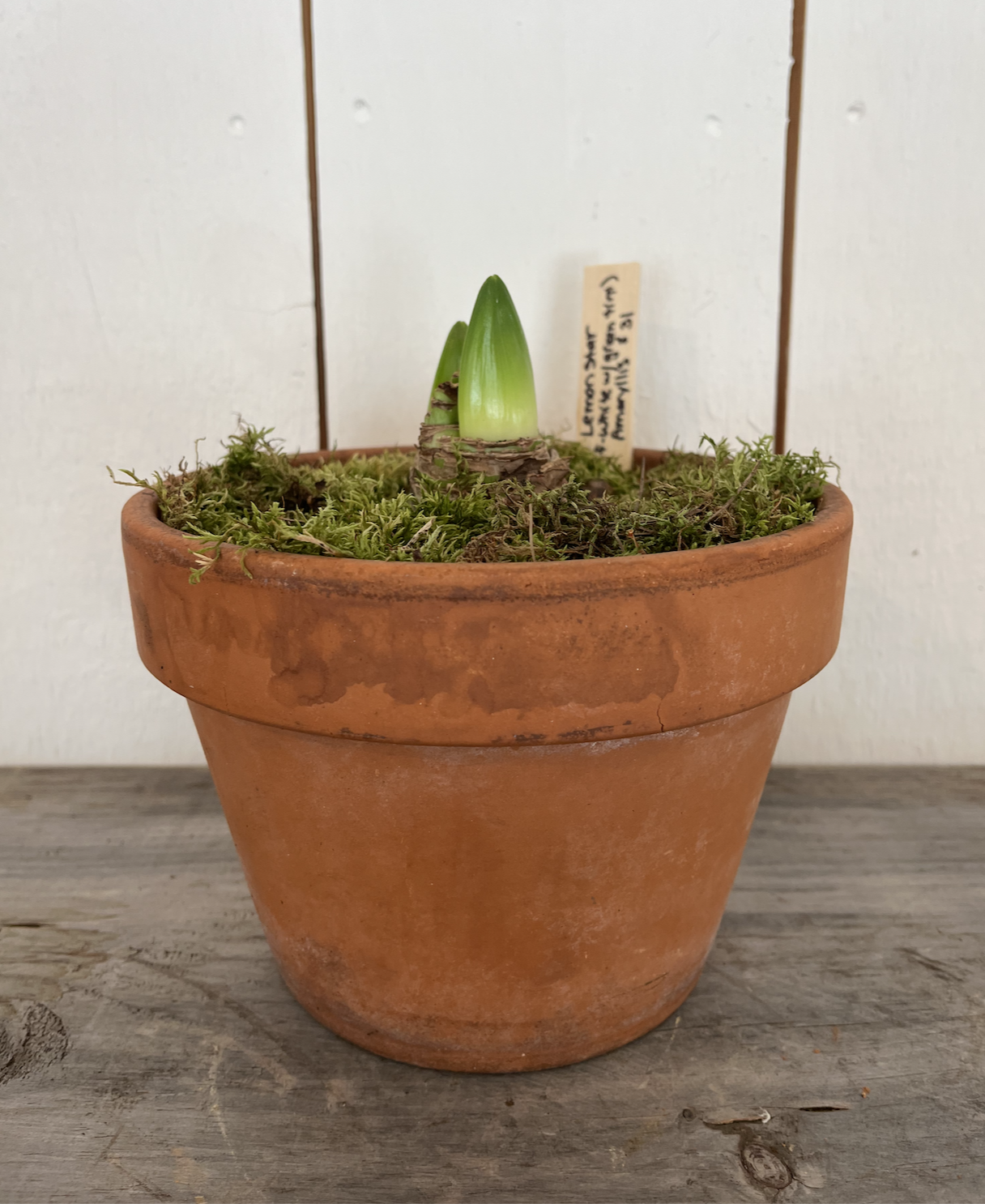 Lemon Star Amaryllis in aged pot.png