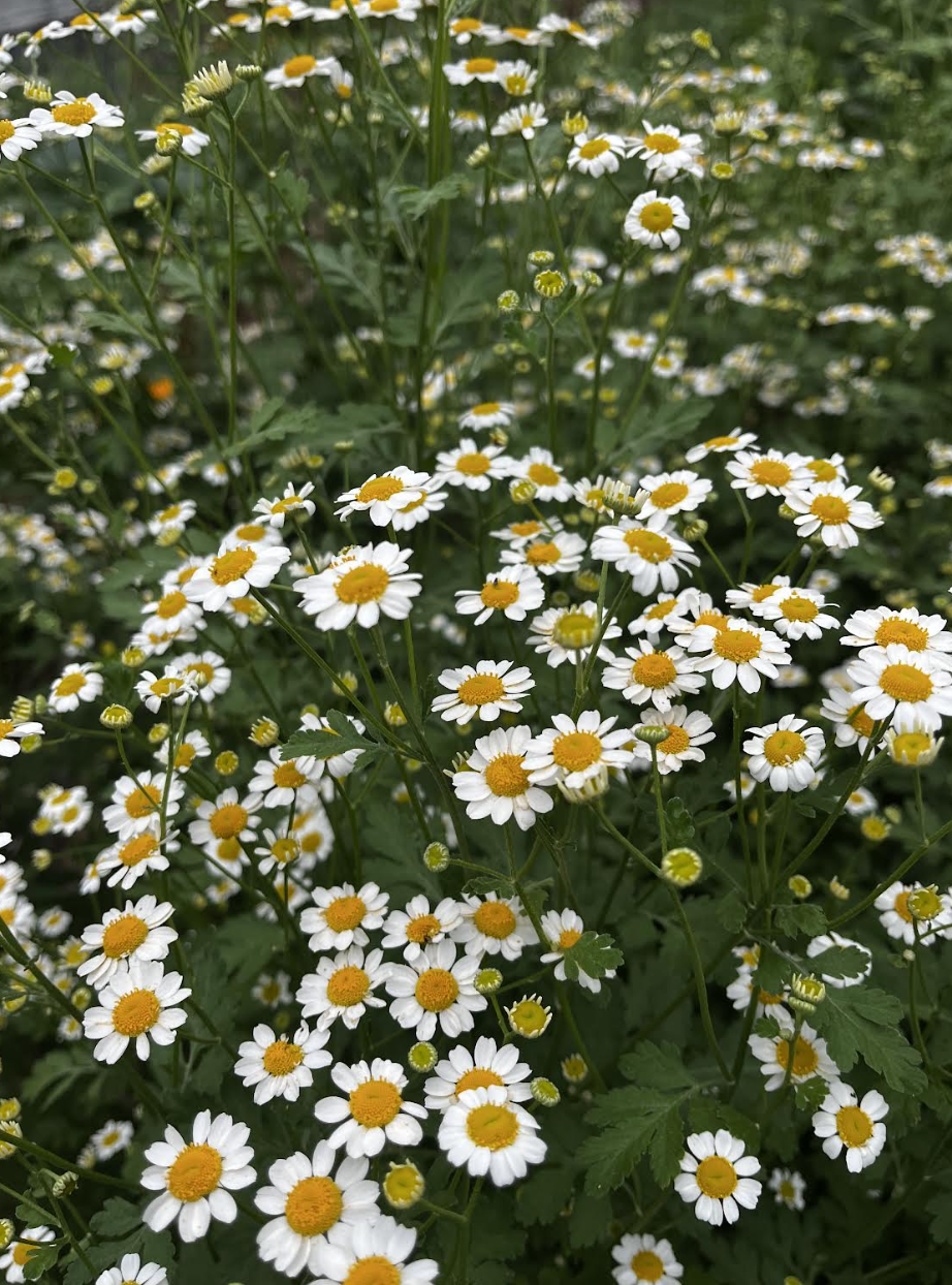 feverfew.png