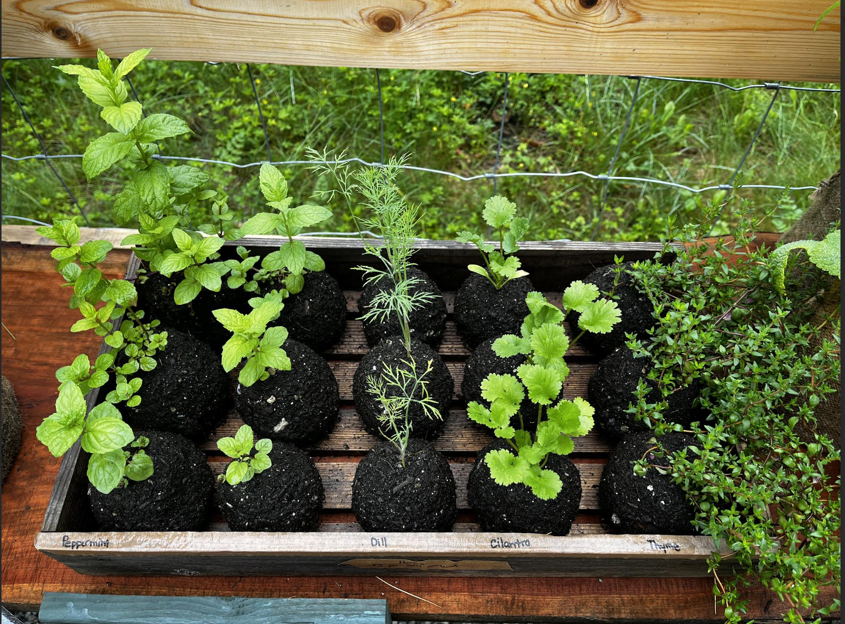 A wooden planter box with labeled sections showing various herbs and plants, including peppermint, dill, cilantro, thyme, and others, with plants growing in small soil-filled containers.