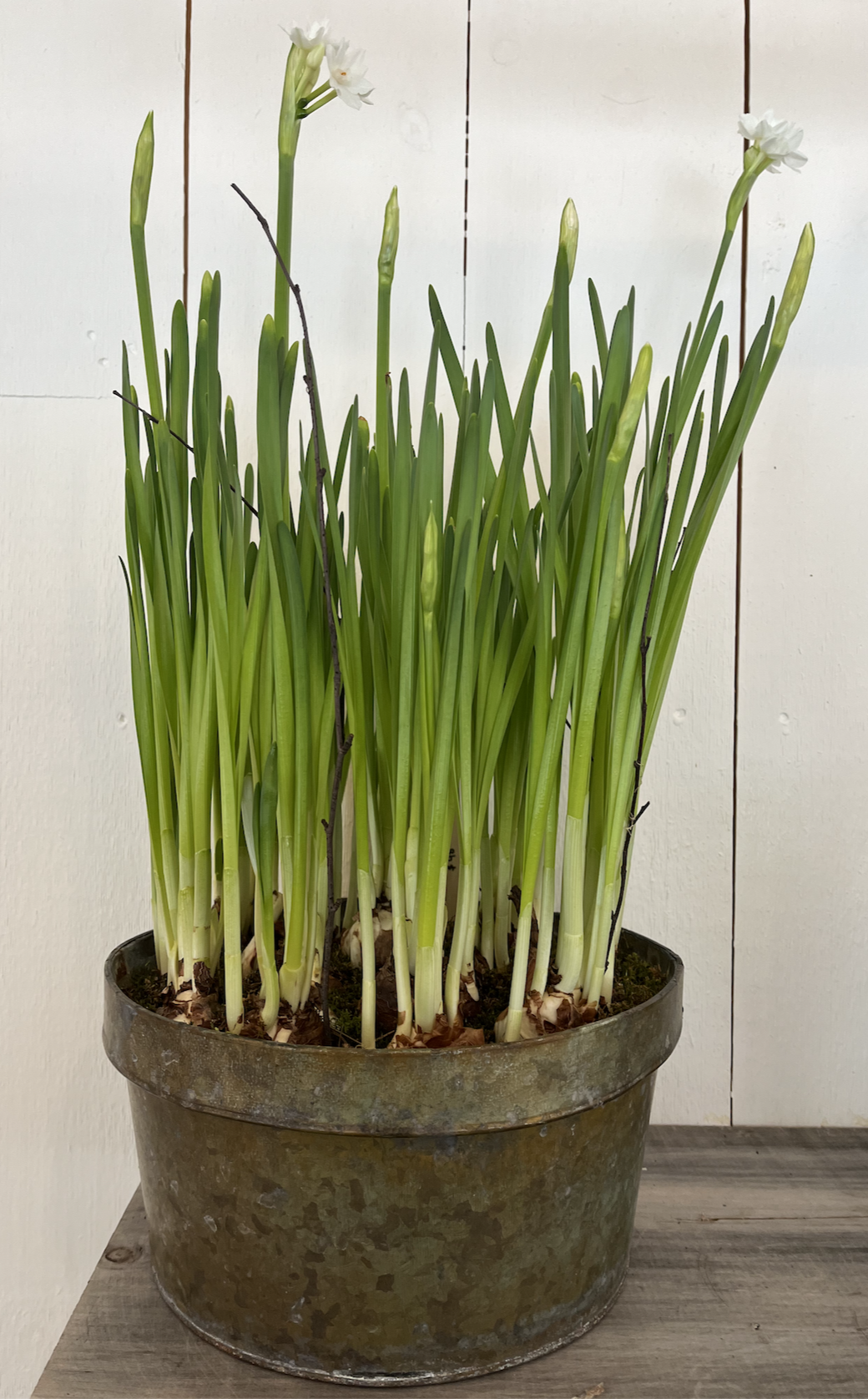 Paperwhites in galvanized.png