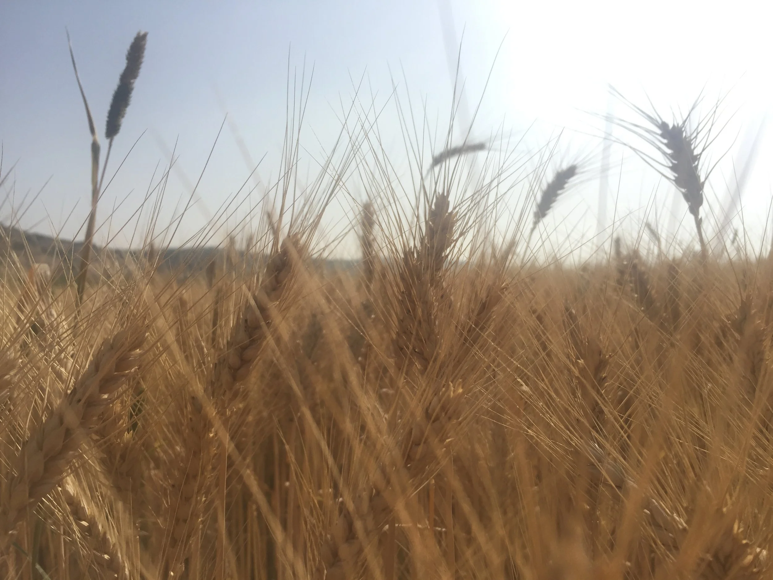 David and Goliath field