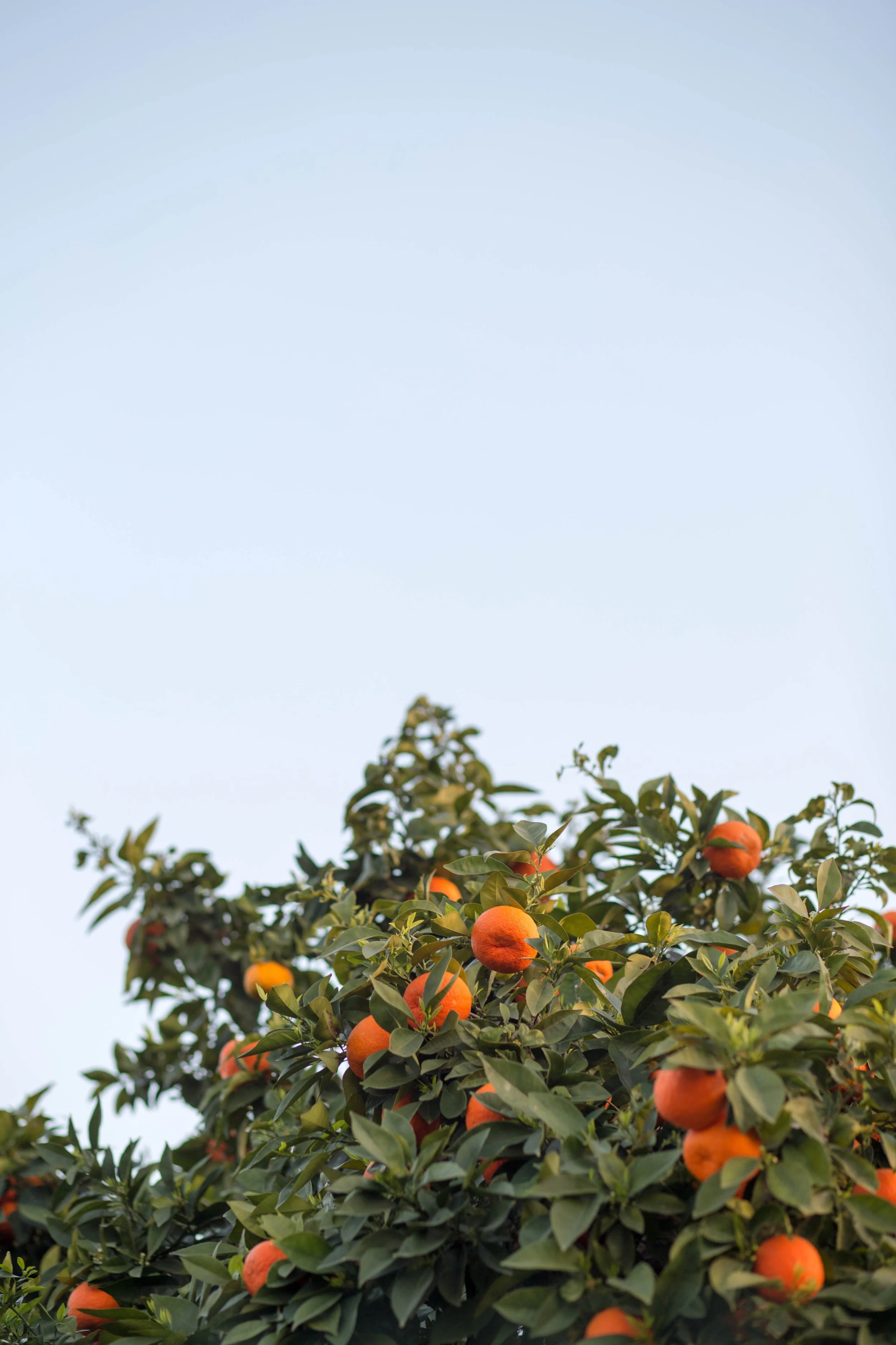 Tel Aviv oranges
