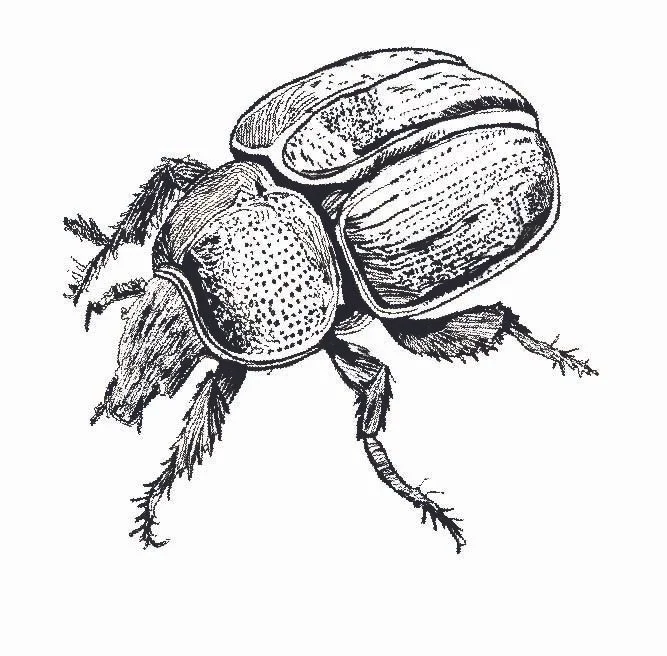 beetle.jpg