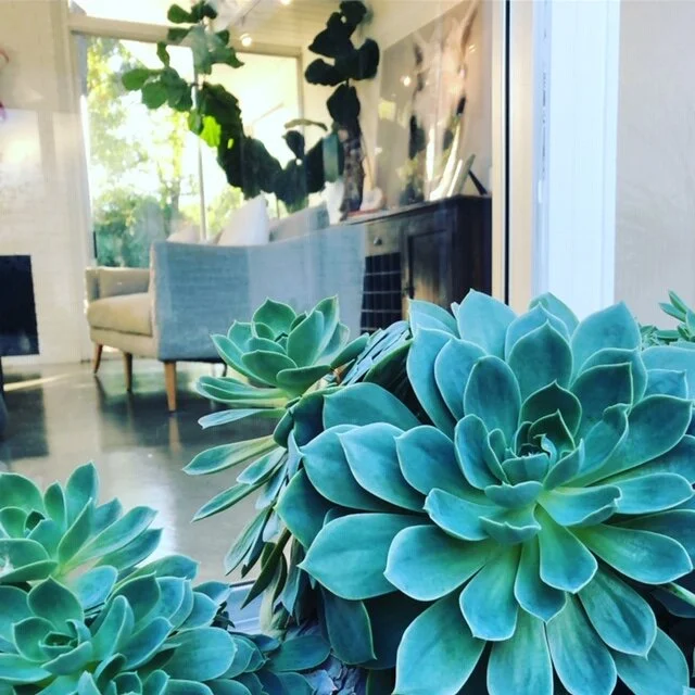   “Thank you … thank you … for arranging this beautiful meditation. You have no idea how much I needed this and benefitted from the experience. I released so much stress and anxiety and I slept so well last night. I’m only sorry I haven’t been able t