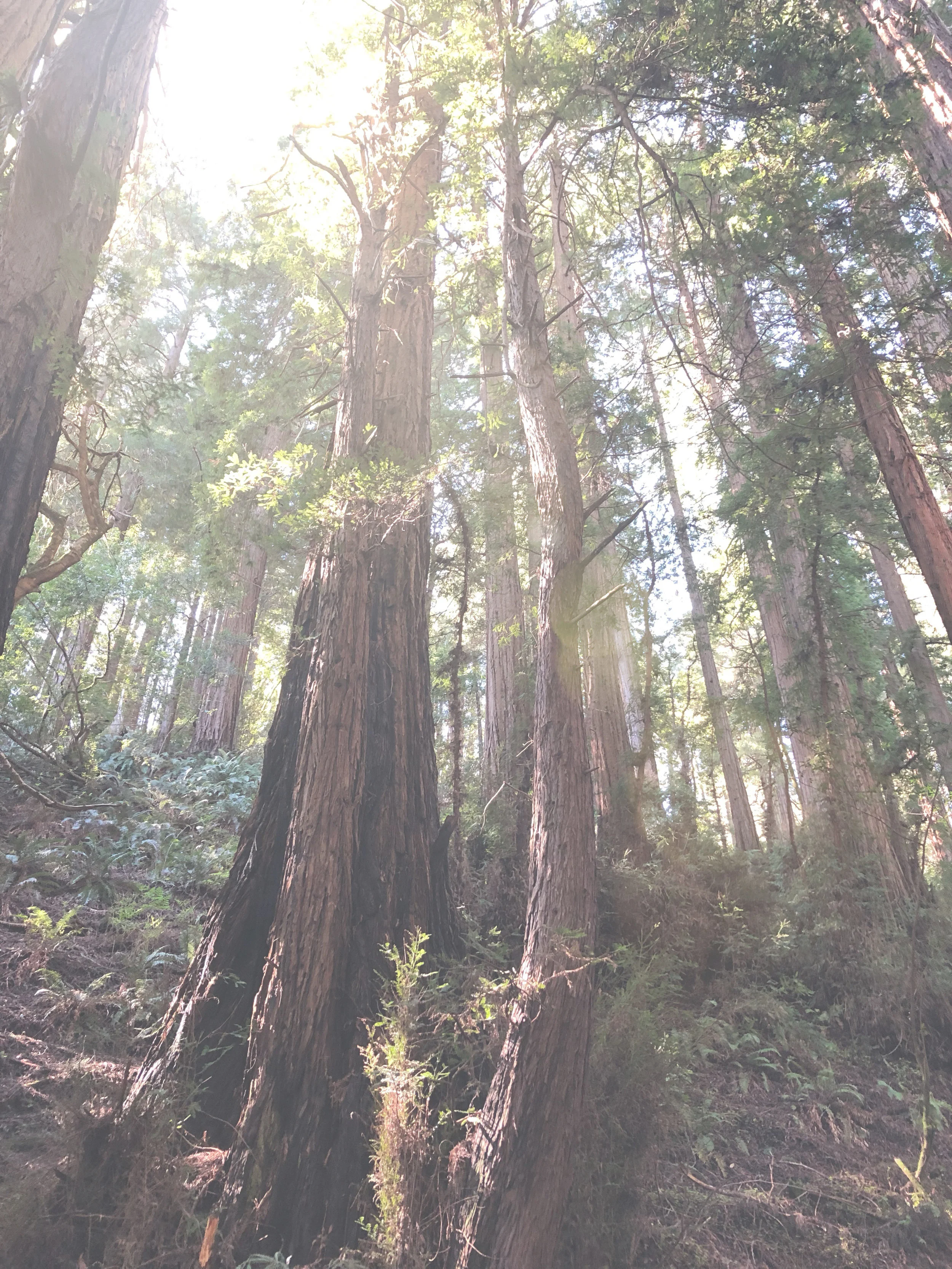 ACS_0005 - faded.jpg