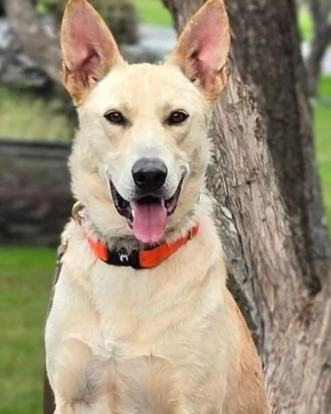 Dog Training Cranbrook BC, Mayook BC, Kimberly BC, Creston BC, Chris Urban, Dog Trainer, Agility, Board and Train, Dogs, Agressive Dogs, Reactive Dogs, E collar, Dog Trainer