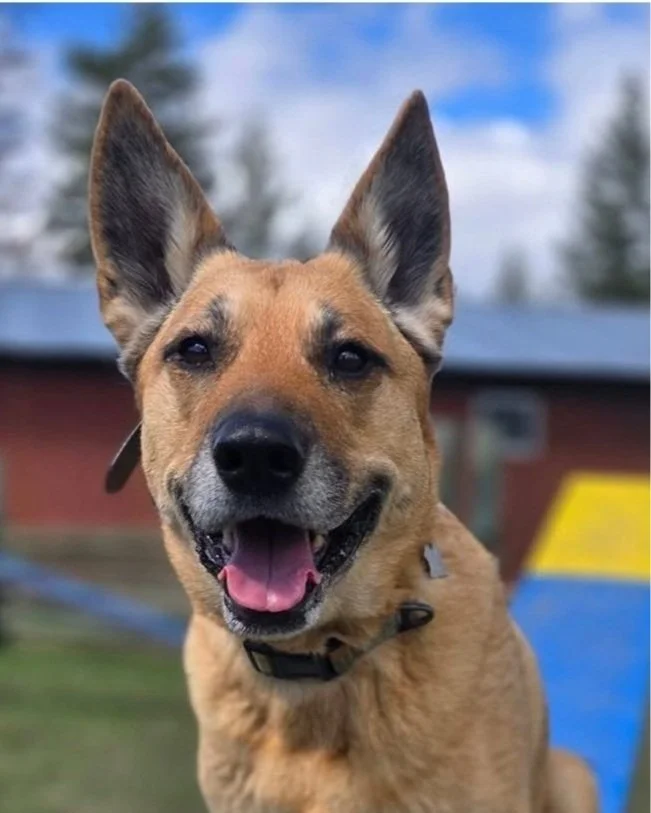 Dog Training Cranbrook BC, Mayook BC, Kimberly BC, Creston BC, Chris Urban, Dog Trainer, Agility, Board and Train, Dogs, Agressive Dogs, Reactive Dogs, E collar, Dog Trainer
