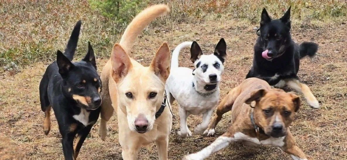 Dog Training Cranbrook BC, Mayook BC, Kimberly BC, Creston BC, Chris Urban, Dog Trainer, Agility, Board and Train, Dogs, Agressive Dogs, Reactive Dogs, E collar, Dog Trainer
