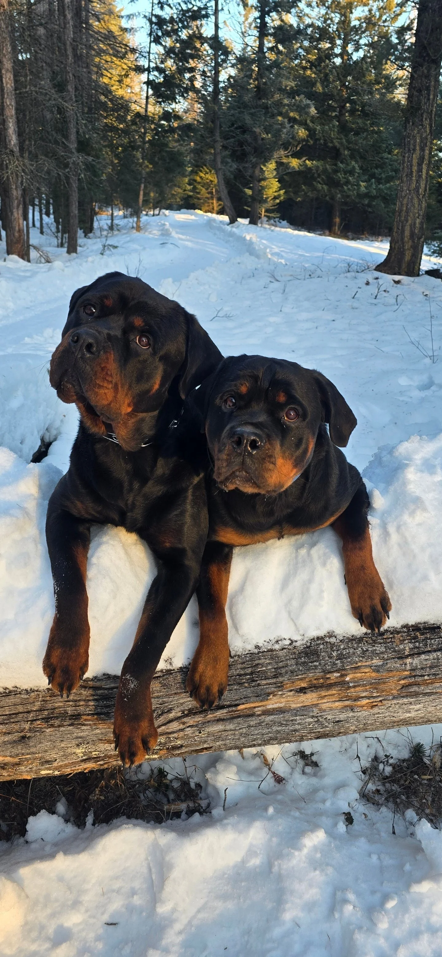 Dog Training Cranbrook BC, Mayook BC, Kimberly BC, Creston BC, Chris Urban, Dog Trainer, Agility, Board and Train, Dogs, Agressive Dogs, Reactive Dogs, E collar, Dog Trainer