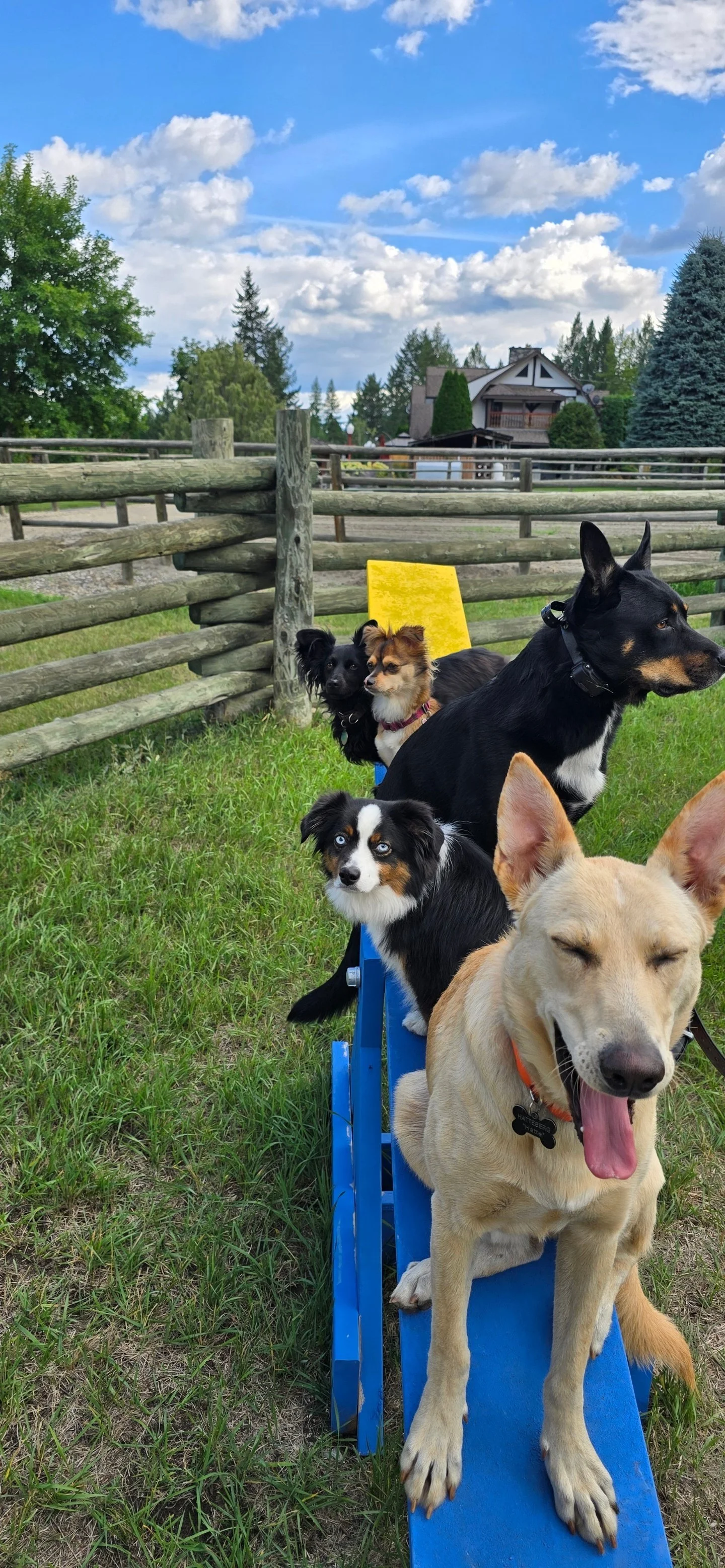 Dog Training Cranbrook BC, Mayook BC, Kimberly BC, Creston BC, Chris Urban, Dog Trainer, Agility, Board and Train, Dogs, Agressive Dogs, Reactive Dogs, E collar, Dog Trainer