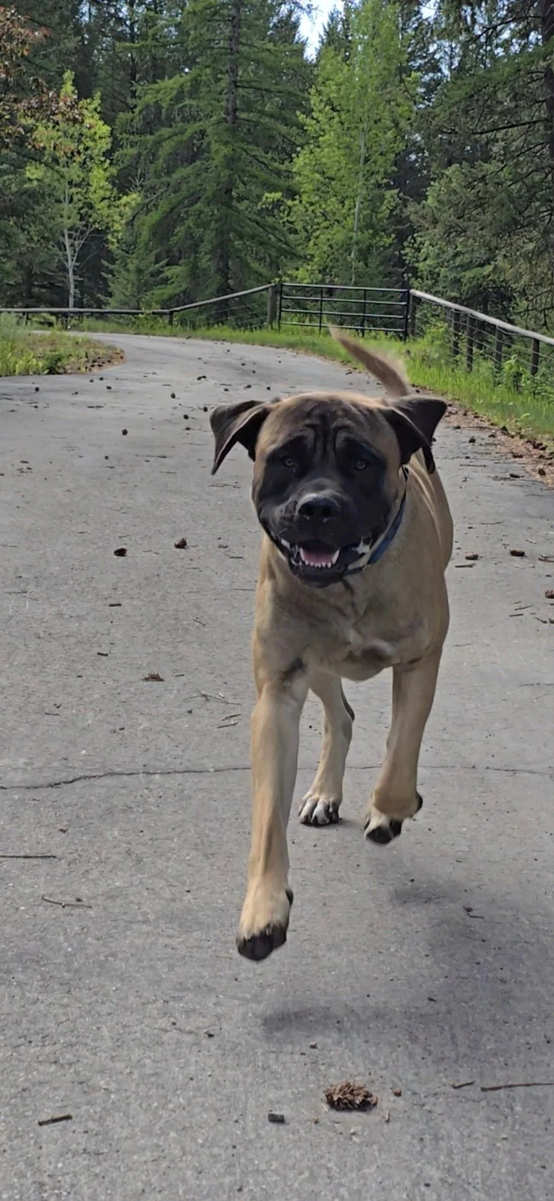 Dog Training Cranbrook BC, Mayook BC, Kimberly BC, Creston BC, Chris Urban, Dog Trainer, Agility, Board and Train, Dogs, Agressive Dogs, Reactive Dogs, E collar, Dog Trainer