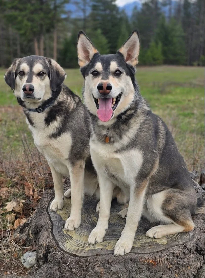 Dog Training Cranbrook BC, Mayook BC, Kimberly BC, Creston BC, Chris Urban, Dog Trainer, Agility, Board and Train, Dogs, Agressive Dogs, Reactive Dogs, E collar, Dog Trainer