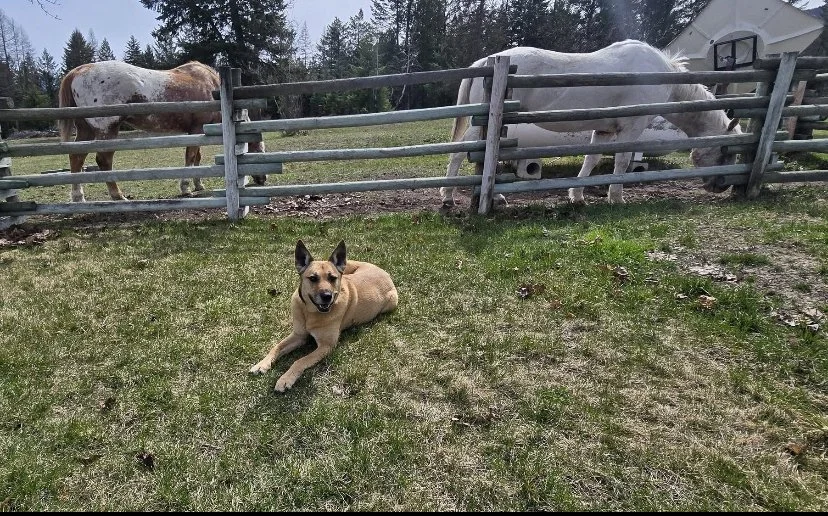 Dog Training Cranbrook BC, Mayook BC, Kimberly BC, Creston BC, Chris Urban, Dog Trainer, Agility, Board and Train, Dogs, Agressive Dogs, Reactive Dogs, E collar, Dog Trainer