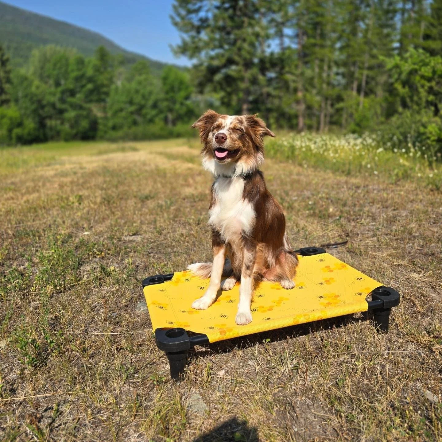 Dog Training Cranbrook BC, Mayook BC, Kimberly BC, Creston BC, Chris Urban, Dog Trainer, Agility, Board and Train, Dogs, Agressive Dogs, Reactive Dogs, E collar, Dog Trainer