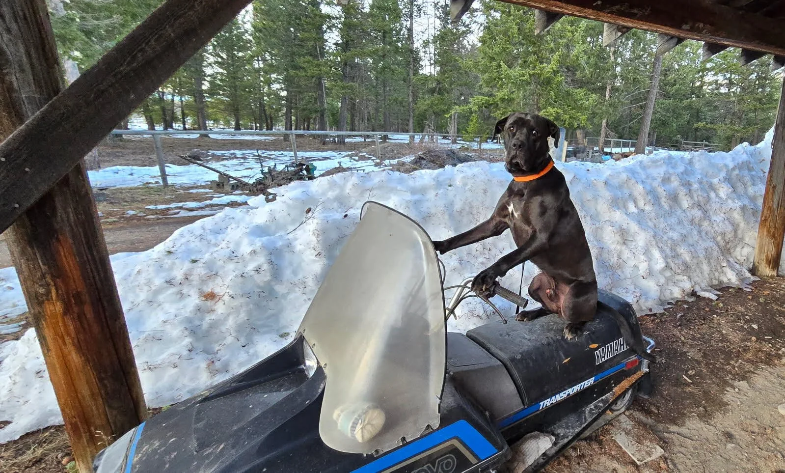 Dog Training Cranbrook BC, Mayook BC, Kimberly BC, Creston BC, Chris Urban, Dog Trainer, Agility, Board and Train, Dogs, Agressive Dogs, Reactive Dogs, E collar, Dog Trainer