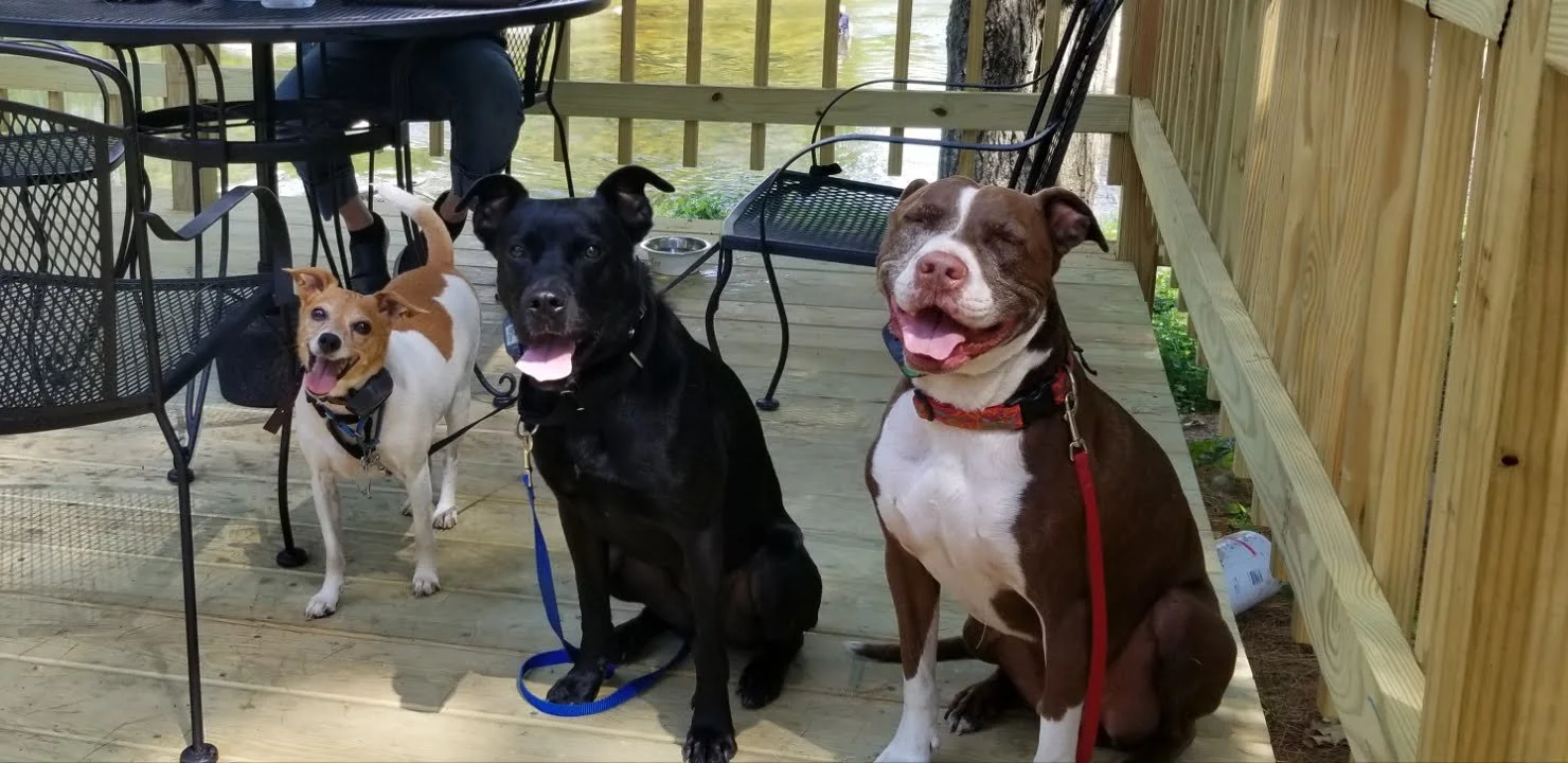 Dog Training Cranbrook BC, Mayook BC, Kimberly BC, Creston BC, Chris Urban, Dog Trainer, Agility, Board and Train, Dogs, Agressive Dogs, Reactive Dogs, E collar, Dog Trainer