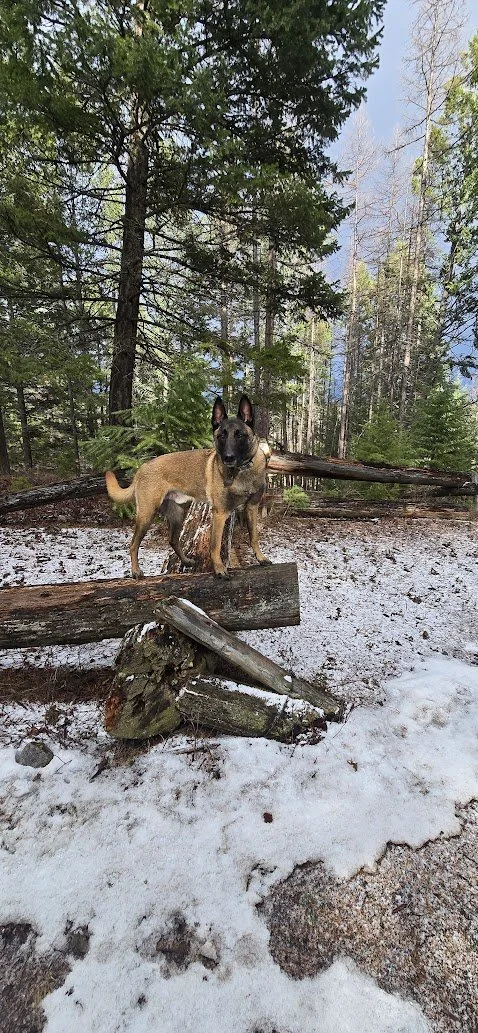 Dog Training Cranbrook BC, Mayook BC, Kimberly BC, Creston BC, Chris Urban, Dog Trainer, Agility, Board and Train, Dogs, Agressive Dogs, Reactive Dogs, E collar, Dog Trainer