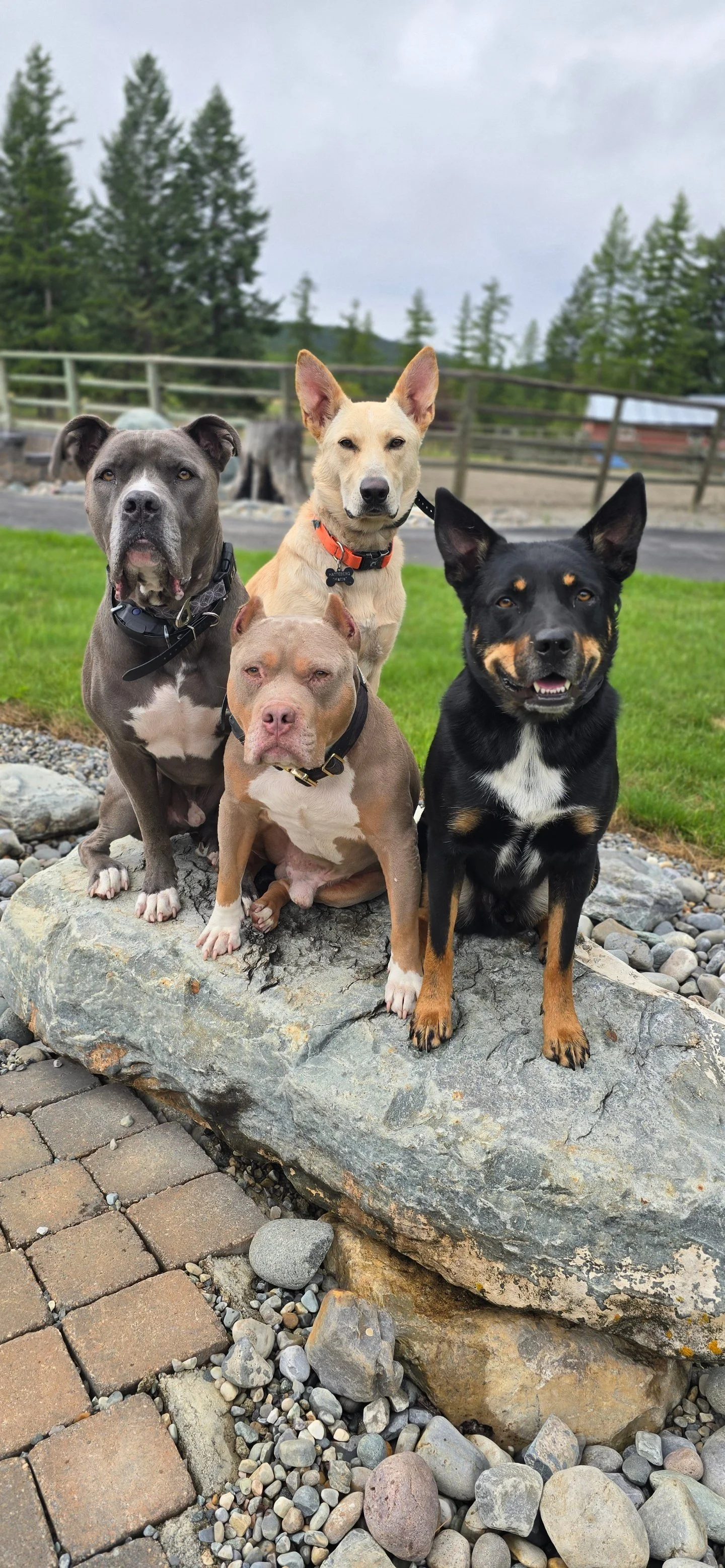 Dog Training Cranbrook BC, Mayook BC, Kimberly BC, Creston BC, Chris Urban, Dog Trainer, Agility, Board and Train, Dogs, Agressive Dogs, Reactive Dogs, E collar, Dog Trainer