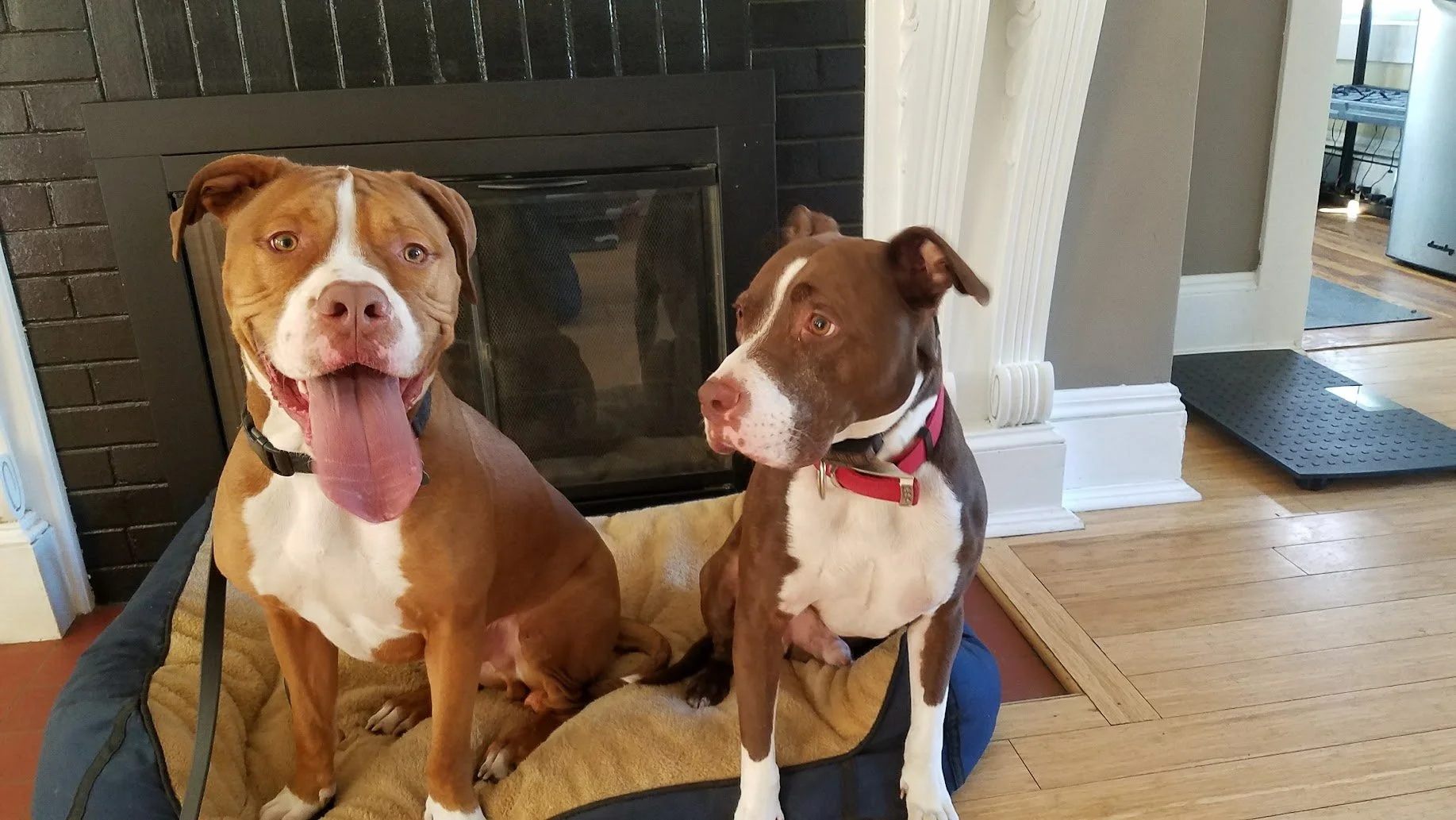 Dog Training Cranbrook BC, Mayook BC, Kimberly BC, Creston BC, Chris Urban, Dog Trainer, Agility, Board and Train, Dogs, Agressive Dogs, Reactive Dogs, E collar, Dog Trainer