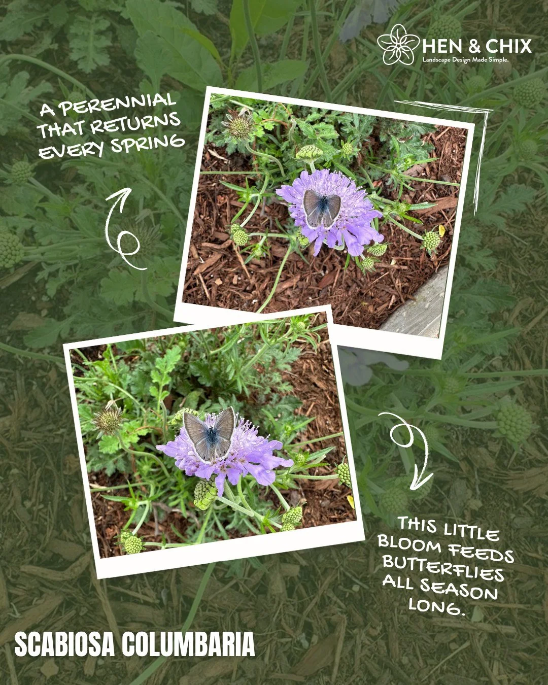 Ever plant something once&hellip; and forget you even did until it shows up next spring looking better than before?

That&rsquo;s Scabiosa columbaria.

It&rsquo;s one of those plants I always recommend to clients who want a beautiful, butterfly-frien