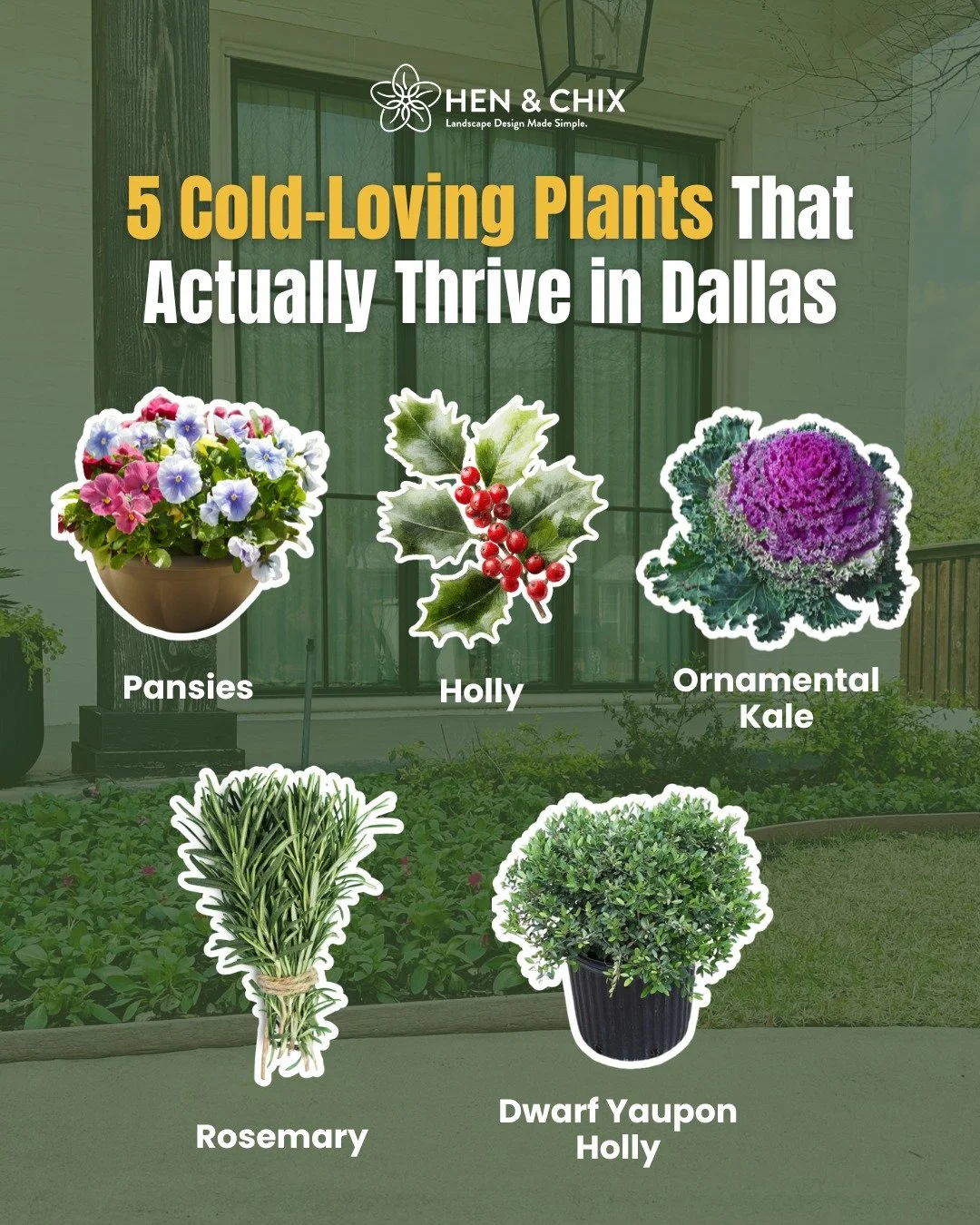 Most yards go bare in winter but yours doesn&rsquo;t have to.

These 5 plants actually thrive in Dallas cold and still bring texture, color, and structure when the rest of the yard checks out:

🌼 Pansies &ndash; Bright faces that can handle frost li