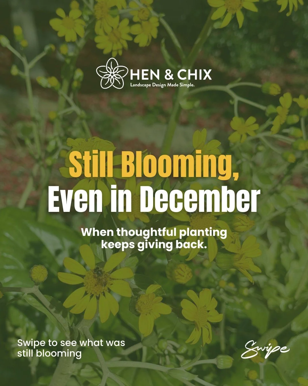 A look back at December&hellip;
and the garden wasn&rsquo;t done yet.

While the year was winding down, these blooms were still showing up quietly feeding our bees when resources are harder to find.

It&rsquo;s an easy thing to miss.
Most people assu