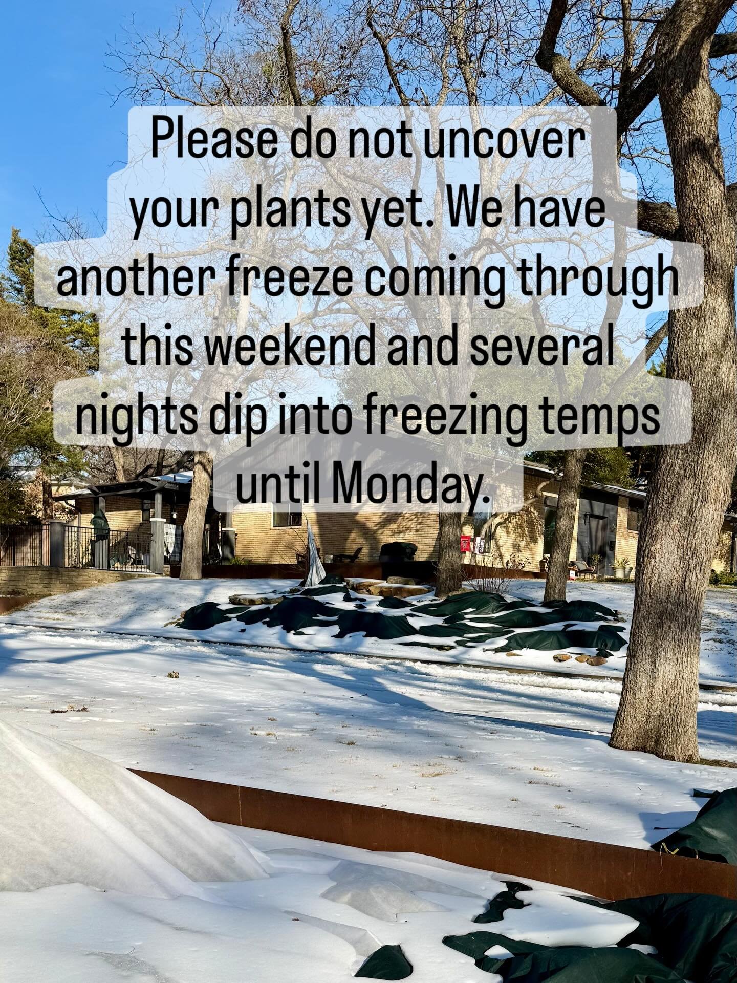 Please do not uncover your plants yet. We have another freeze coming through this weekend and every night dips into the freezing temps until Monday.  As of now, Monday should be safe to uncover.