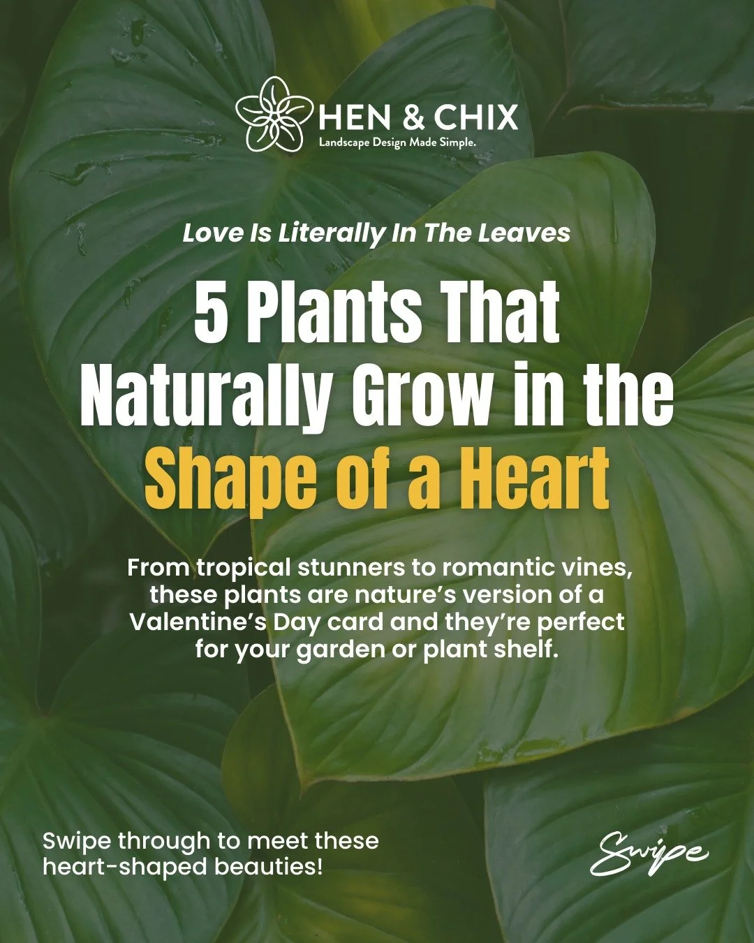 These plants are out here growing literal hearts. 

If you&rsquo;re craving some Valentine&rsquo;s Day garden inspo (or just love a good leaf shape), these 5 beauties are all-natural heart-throbs. 💚

From tropical taro to trailing vines, they&rsquo;