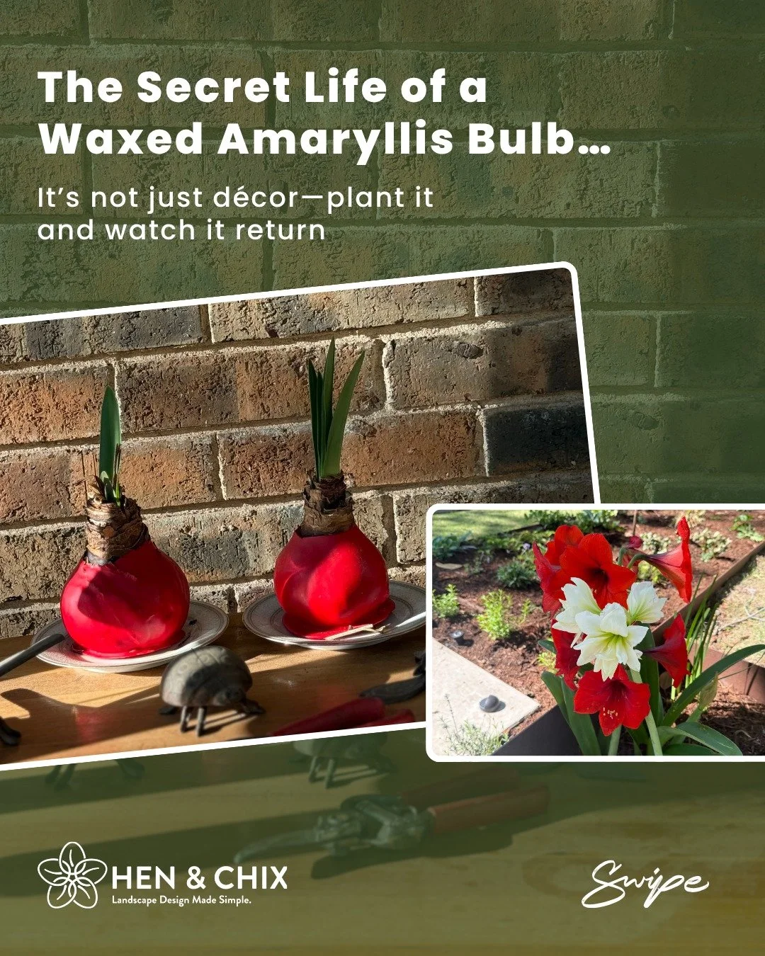 Wait&mdash;Don&rsquo;t Toss That Waxed Amaryllis Bulb Just Yet!

Have you ever received a waxed Amaryllis bulb as a gift? Once they finish blooming remove the wax and plant them. They will freeze back after a hard freeze, and then will bloom again in