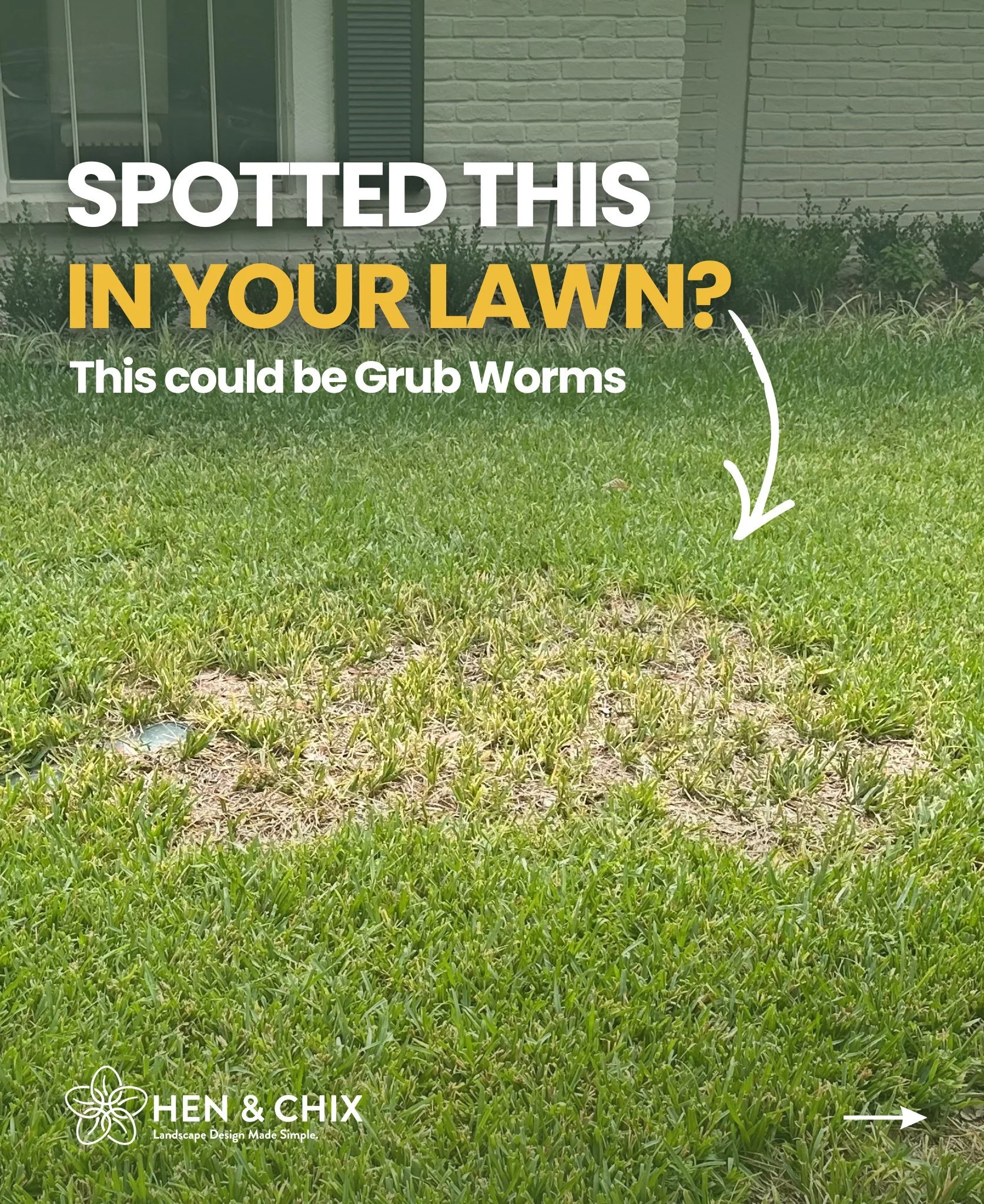 This tiny spot can ruin your entire lawn.

It never starts big.

Just a small brown patch.
Easy to ignore. Easy to delay.

But underneath?

Grub worms are feeding on your roots.

And once they spread&hellip;
your lawn doesn&rsquo;t recover.

It dies.