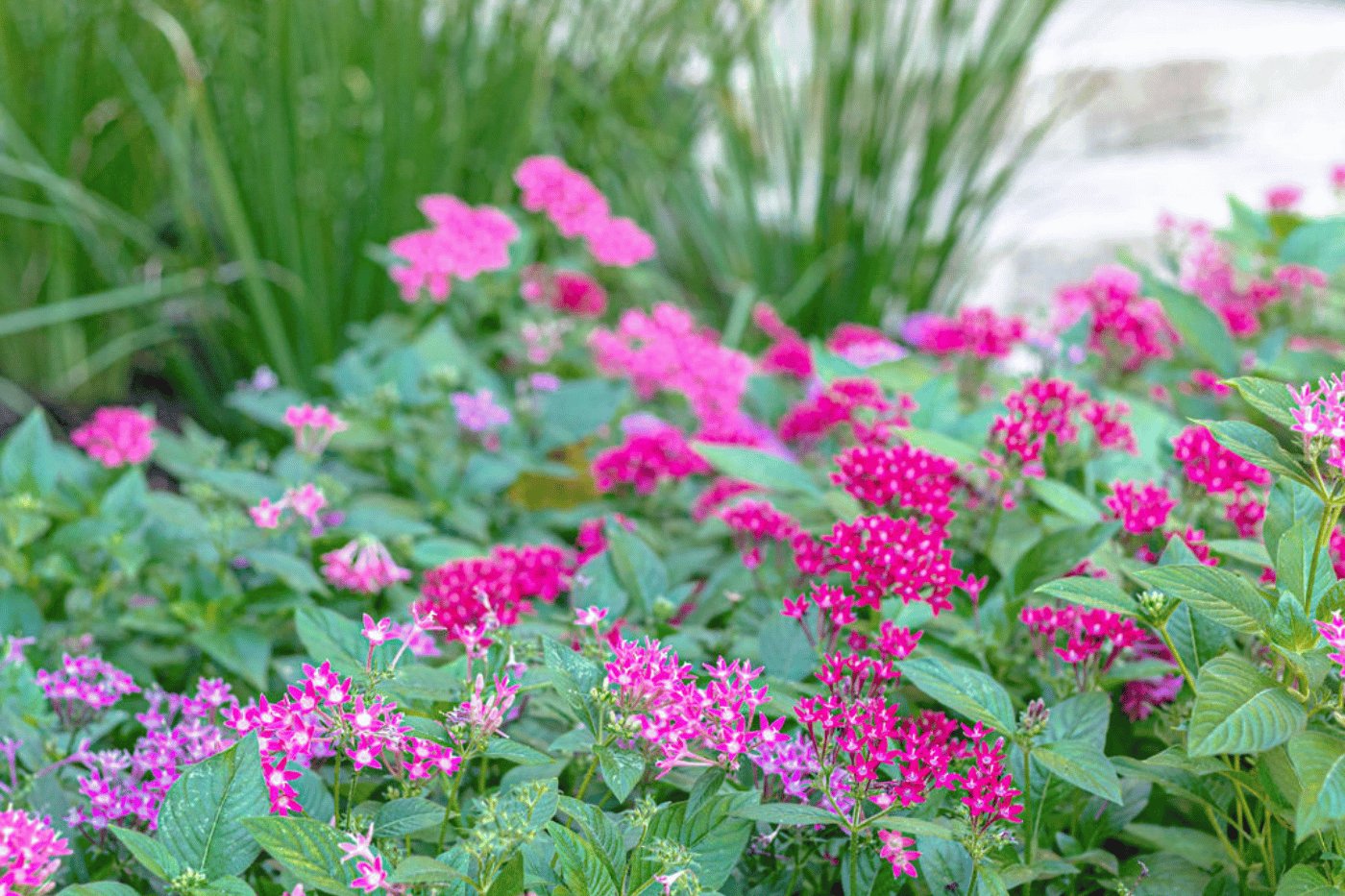 LandscaperDallas4.png