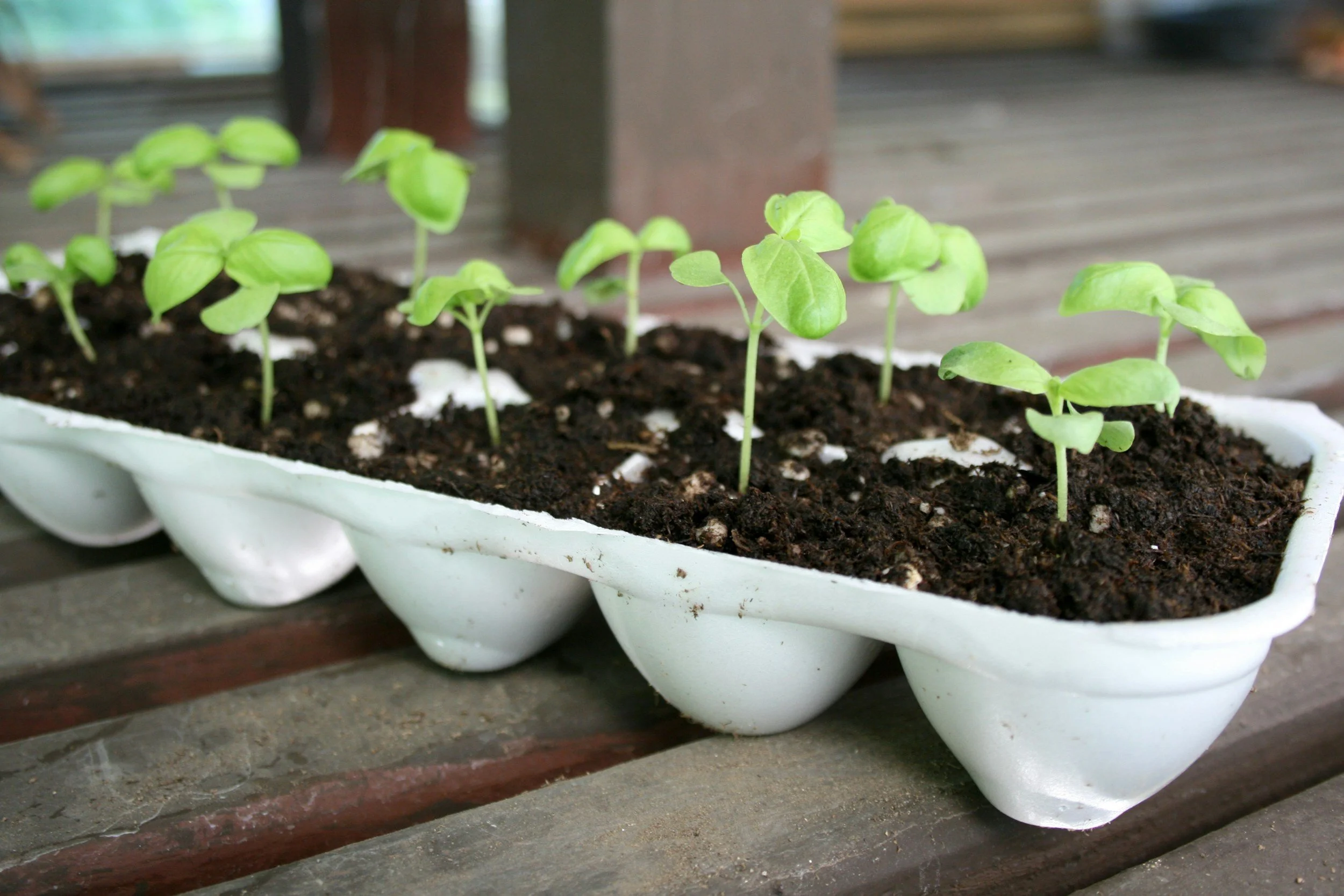 Young green seedlings sprouting in a tray of dark soil, placed on a wooden surface.